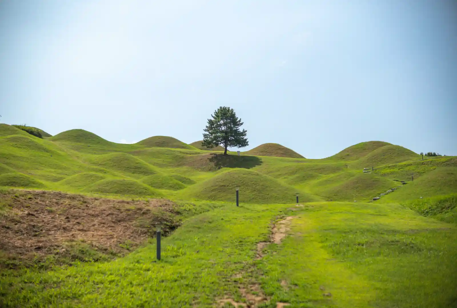푸른 하늘 아래 대구 불로동 고분군의 완만한 초록색 언덕과 그 위에 홀로 서 있는 소나무 한 그루