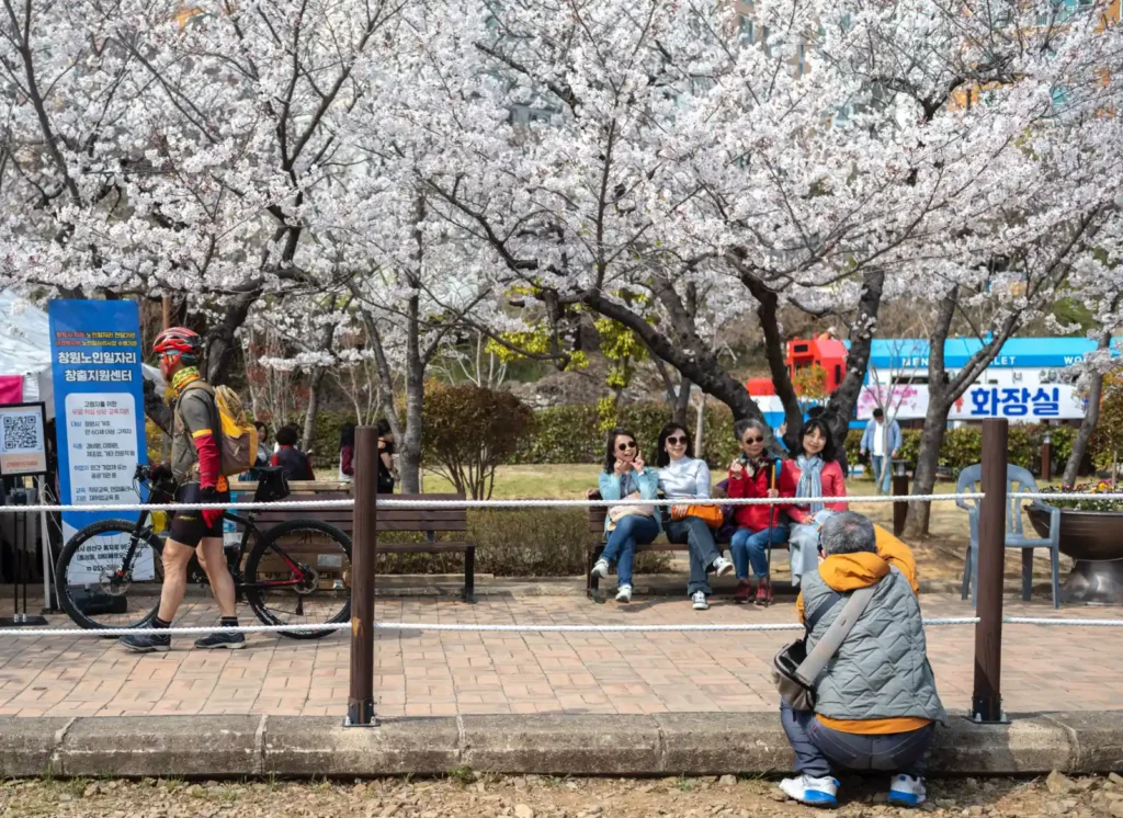 화창한 벚꽃 시즌, 만개한 벚꽃 나무 아래 벤치에 앉아 휴식을 취하거나 사진을 찍는 다양한 사람들의 모습이 담긴 풍경 사진. 따뜻한 햇살과 흩날리는 꽃잎이 평화로운 분위기를 연출한다.