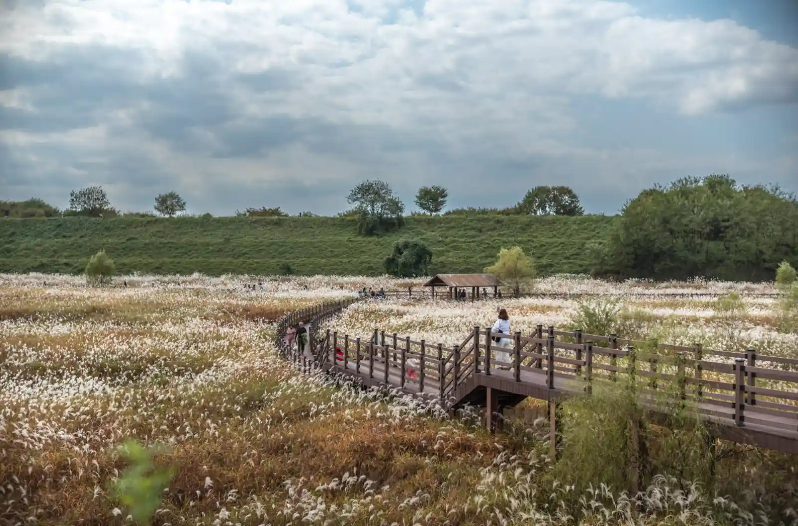 대구 달성습지 가을 억새 라이딩 자전거 코스