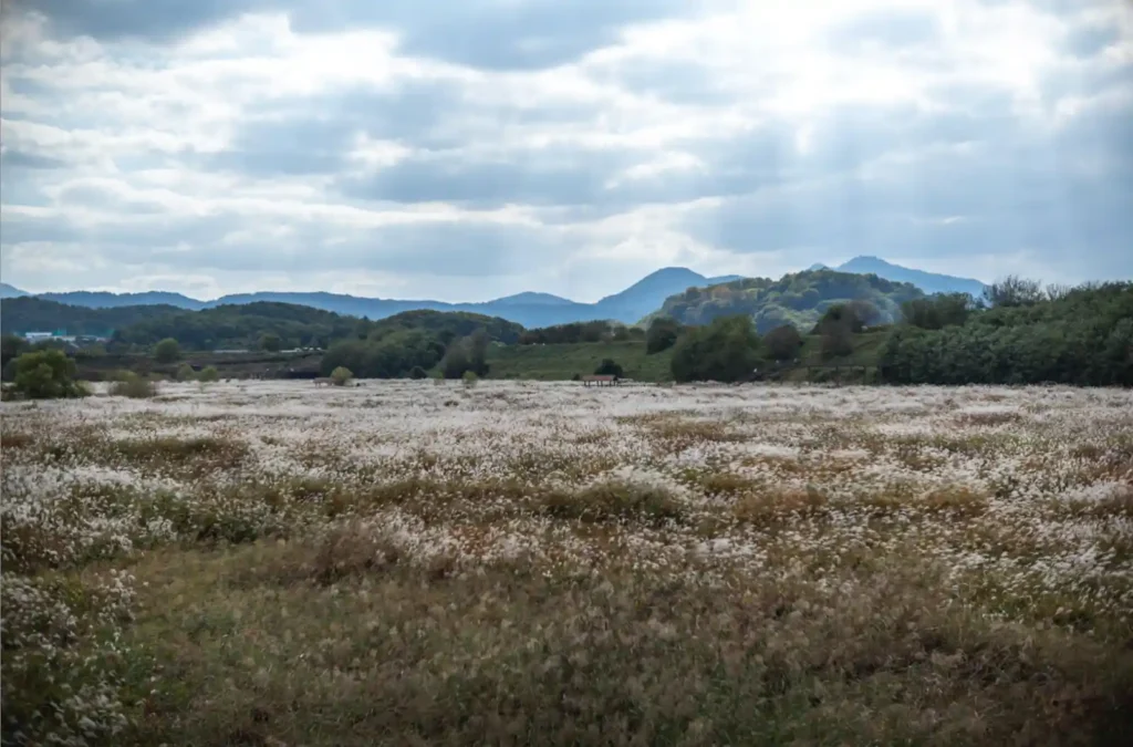 대구 대명유수지 가을 억새 은빛 물결 풍경 사진
