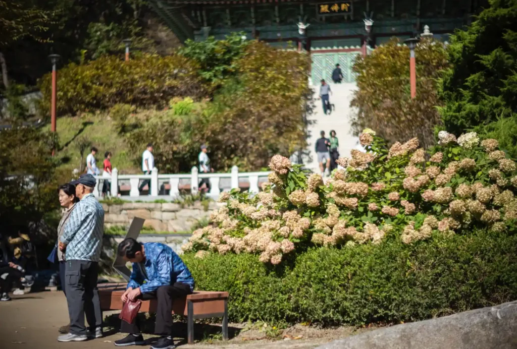 석모도 보문사 천왕문 계단 옆, 벤치에 앉아 휴식하는 참배객들과 가을 수국, 녹티룩스 50mm 스냅