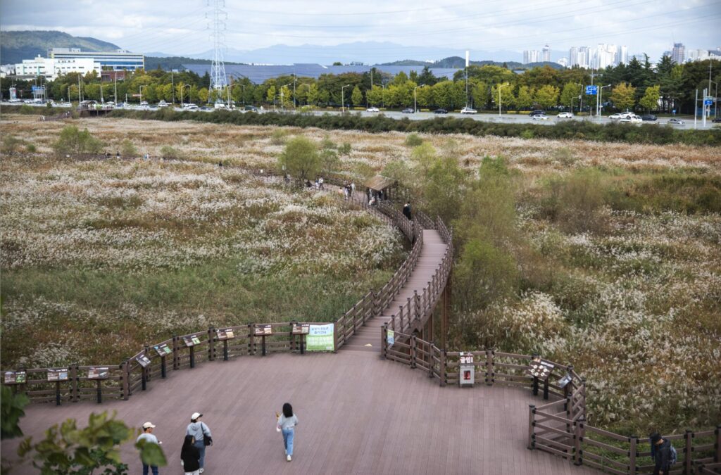 대구 대명유수지 달성습지 가을 라이딩 코스 추천 억새밭