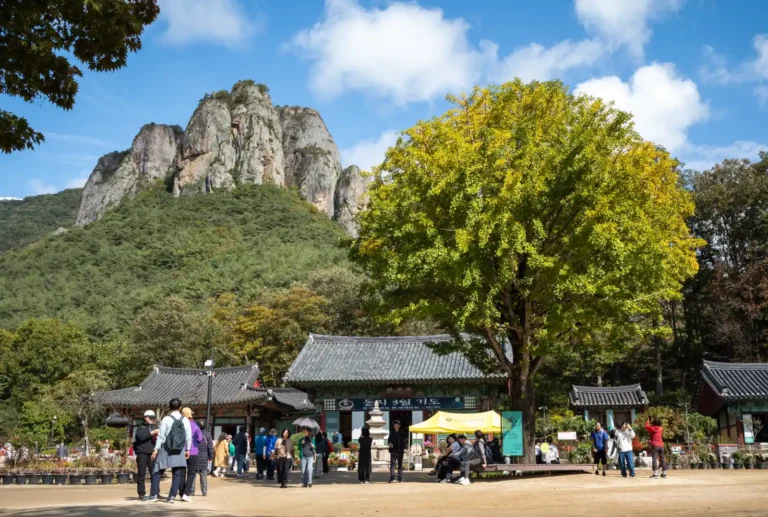 청명한 가을 하늘 아래 주왕산 대전사와 주봉 전경, 노랗게 물든 은행나무와 등산객들의 모습