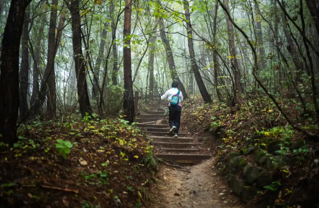 안개 낀 주왕산 숲길을 오르는 등산객의 뒷모습
