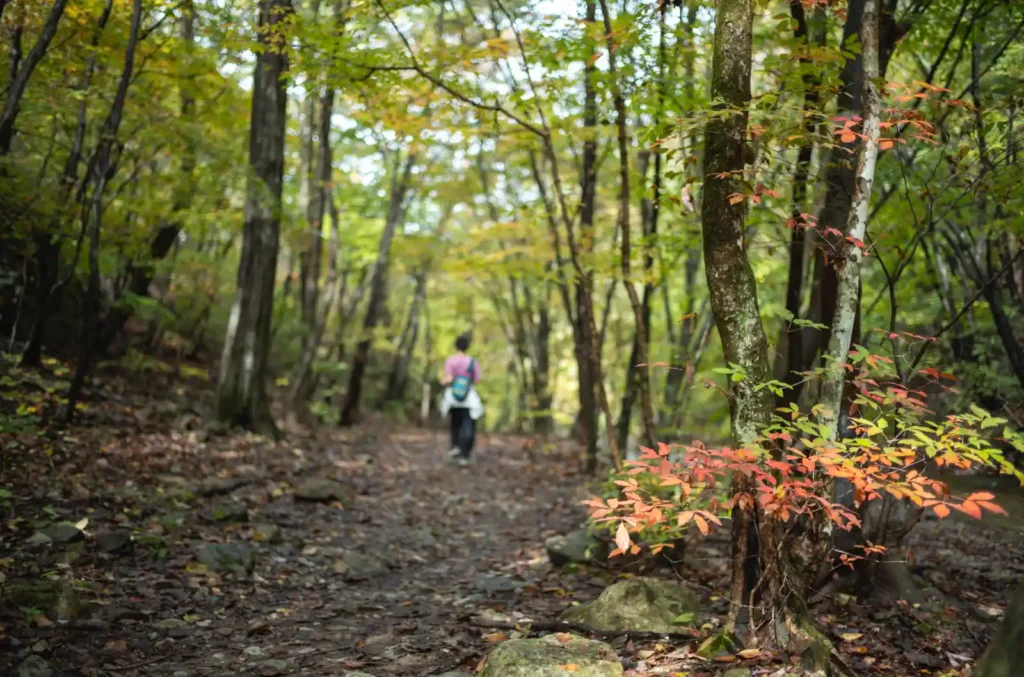 가을 단풍이 물든 주왕산 하산길을 걷는 등산객