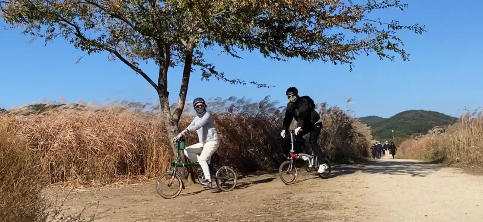 대구 금호꽃섬 하중도 갈대밭에서 브롬톤으로 가을 라이딩하는 장면