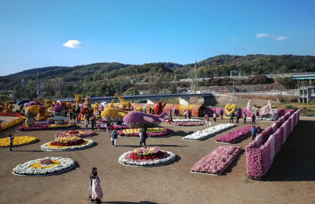 대구 금호꽃섬 하중도 국화축제의 조형물 전시장을 다리 위에서 내려다본 모습