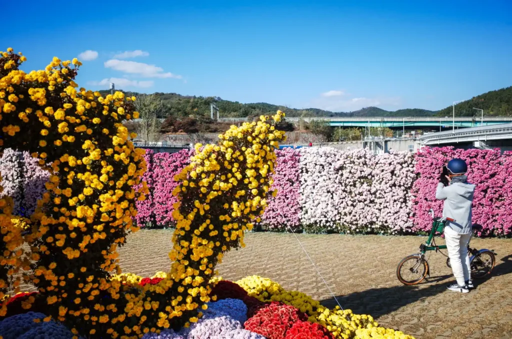금호꽃섬 국화 조형물 사이에서 브롬톤과 함께 인증샷을 남기는 모습
