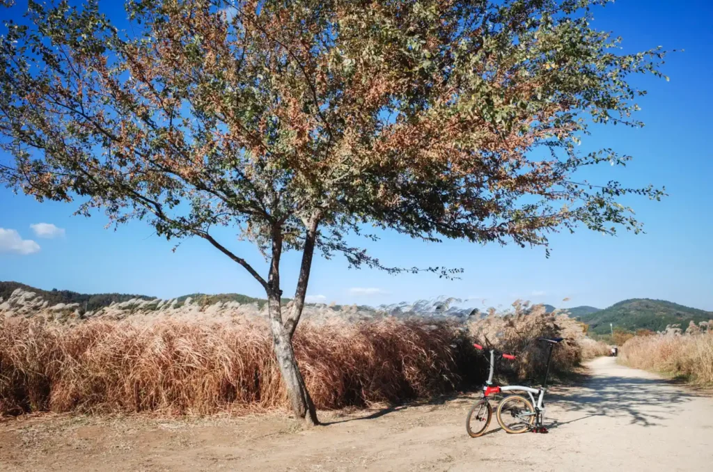 대구 금호꽃섬 하중도의 갈대밭과 브롬톤 자전거가 있는 가을 풍경