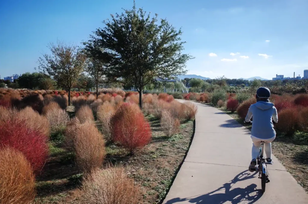 대구 금호꽃섬 하중도 댑싸리길을 따라 브롬톤으로 섬을 한 바퀴 도는 장면