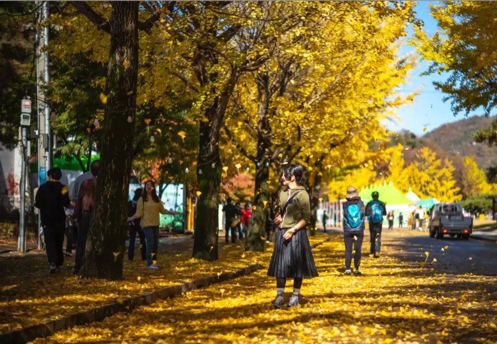 가을 은행나무길에서 한 여성이 서 있는 모습을 f/1.2 개방 조리개로 촬영해, 인물만 선명하고 주변 배경과 사람들은 부드럽게 흐려진 사진