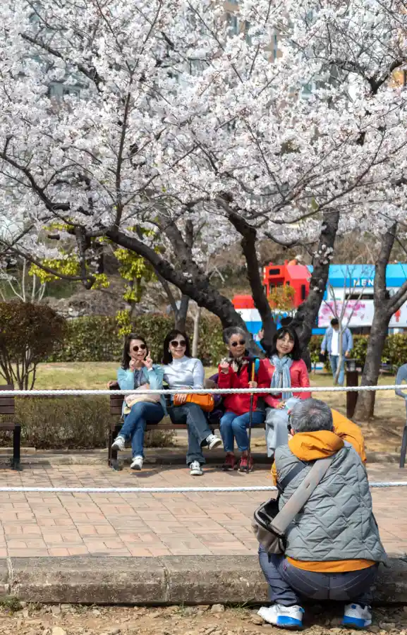 벚꽃이 핀 공원에서 벤치에 앉은 사람들을 한 남성이 촬영하는 장면 — 완벽하지 않지만 현실의 순간이 담긴 실촬영 사진