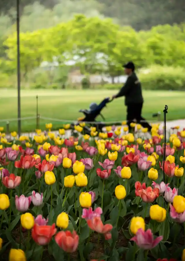 Leica M10-R과 Noctilux 50mm 렌즈로 촬영한 튤립 전경과 흐릿한 배경 인물 — 수동 초점과 얕은 심도가 만든 보케 표현