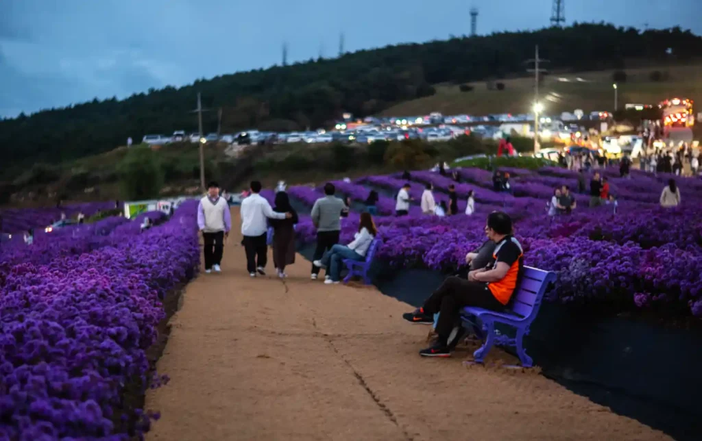 라이카 녹티룩스 50mm f/1.2로 f/1.2 1/60초 촬영한 블루아워 꽃밭과 인물 장면, 배경이 부드럽게 흐려진 저녁 풍경