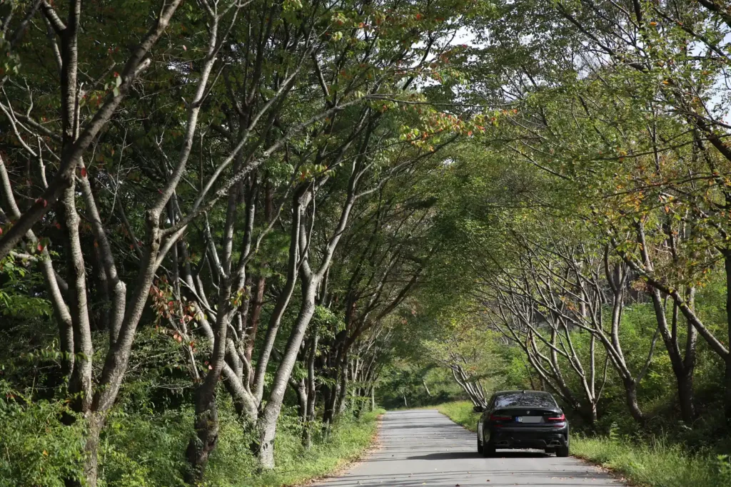 BMW M340i 후면, 가을 나무 터널 사이 시골길, 좋은 차의 가치를 이해하는 여정, 서두르지 않은 선택