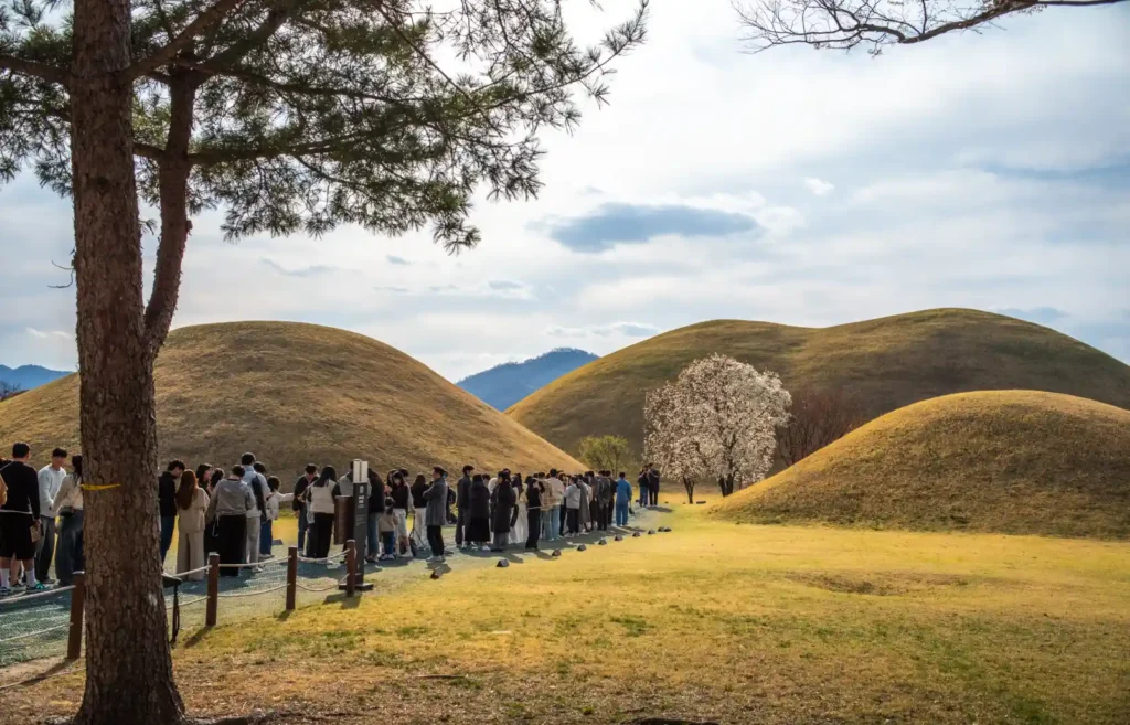 경주 대릉원 능묘와 벚꽃나무, 소나무 가지를 전경으로 활용한 레이어드 컴포지션