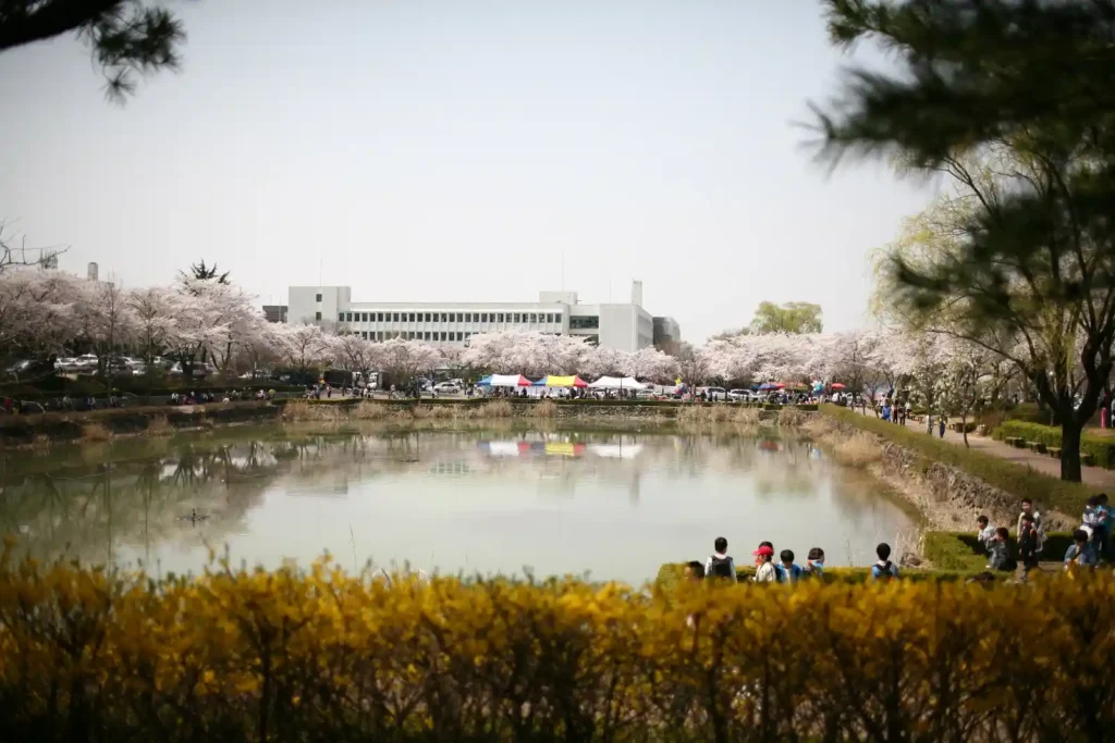 영남대학교 캠퍼스 연못에 반사된 벚꽃과 전경의 개나리, 소나무 가지를 활용한 봄 풍경
