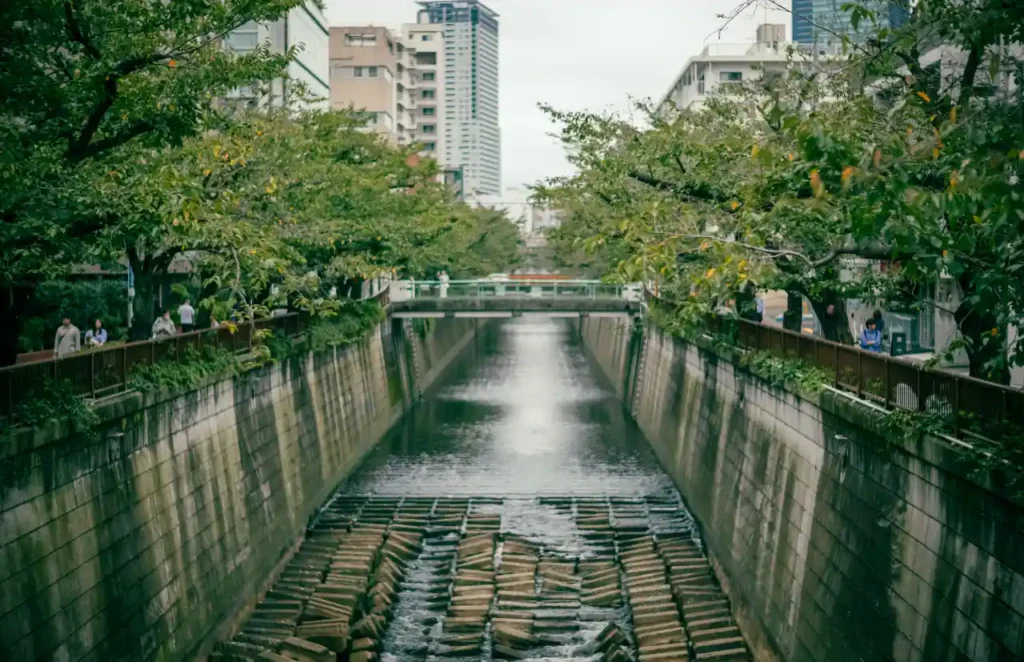 나카메구로 메구로강 다리 위에서 내려다본 수로, 양쪽 제방에 초록 나뭇가지가 늘어지고 콘크리트 바닥 위로 얕은 물이 흐르는 늦여름 풍경