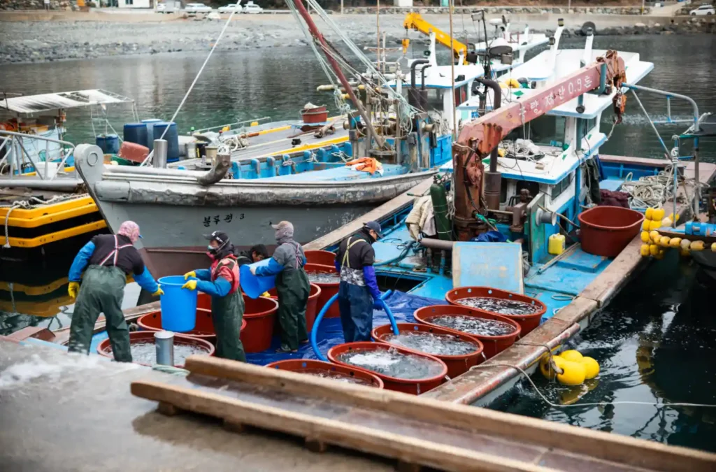 욕지도 덕동해수욕장 인근 선착장에서 어부들이 배 위의 대야에 고등어를 옮기며 작업하는 모습