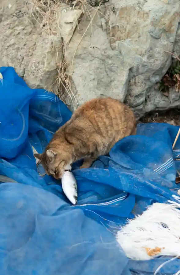 욕지도 덕동해수욕장 해변 바위 옆에서 고등어를 먹고 있는 길고양이