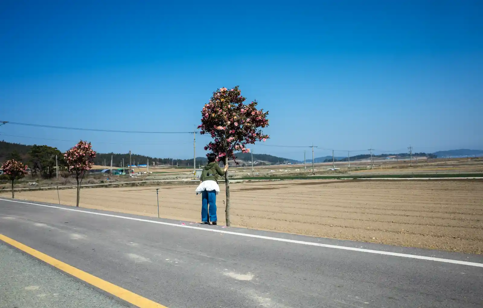 자은도에서 암태도로 향하는 국도 갓길, 분홍빛 동백나무 아래 서 있는 인물과 드넓게 펼쳐진 겨울 들판
