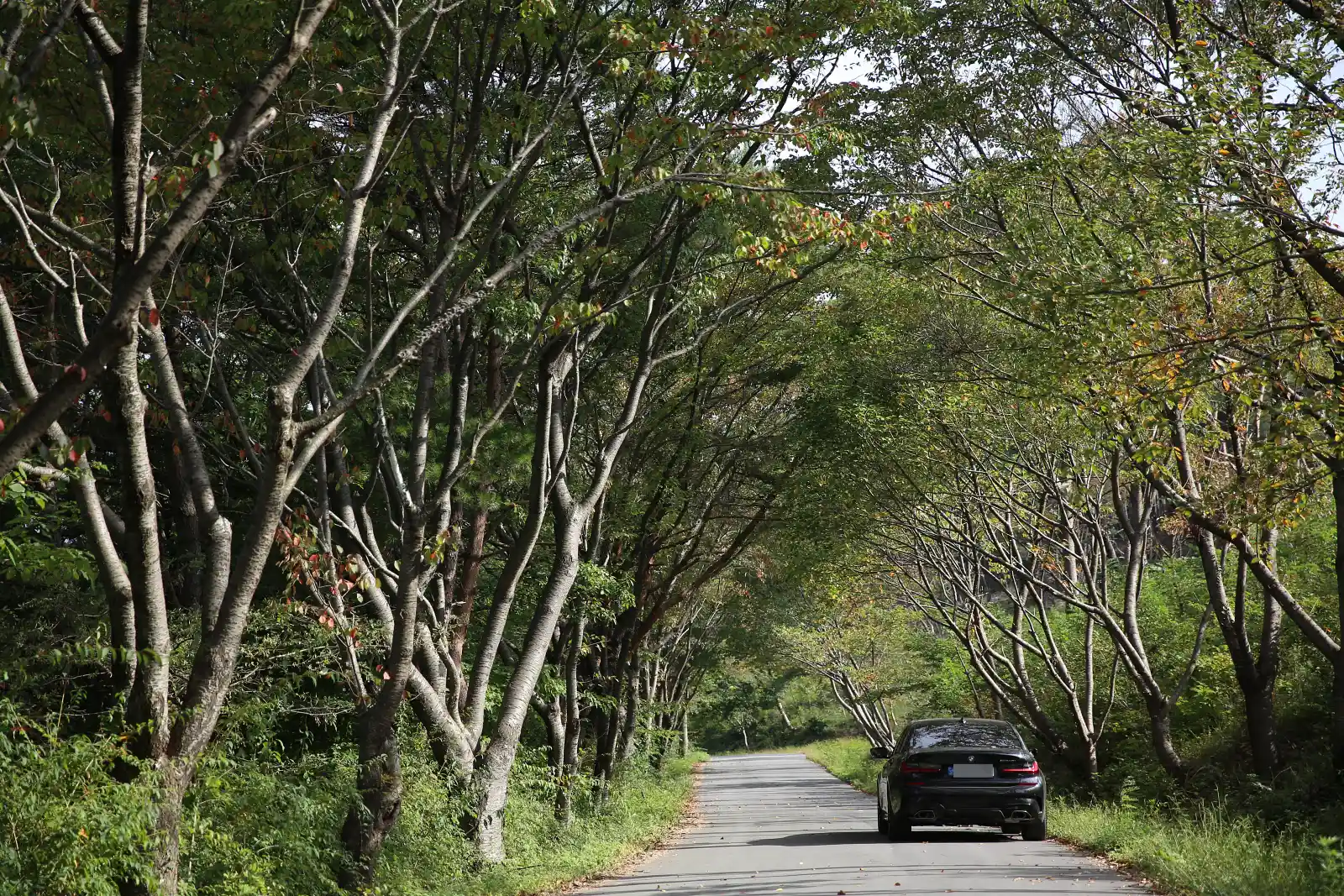 BMW M340i 블랙, 나무 터널 도로 후면 주행 컷